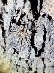 Heteropoda