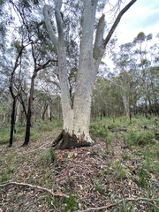 Eucalyptus racemosa