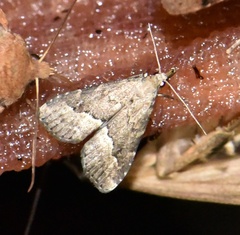 Schrankia taenialis