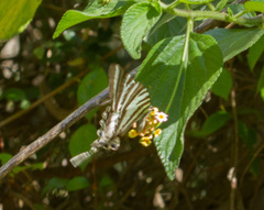 Protographium leosthenes