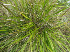 Lomandra densiflora