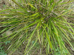 Lomandra densiflora