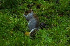 Sciurus carolinensis