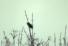 Sturnus vulgaris