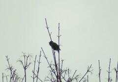 Sturnus vulgaris