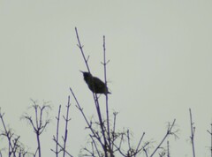 Sturnus vulgaris