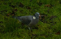 Columba palumbus