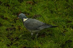 Columba palumbus