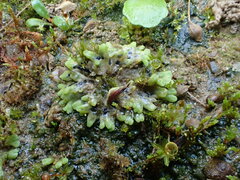 Riccia bifurca