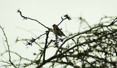 Carduelis carduelis