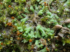 Riccia bifurca