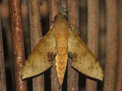 Cechenena chimaera