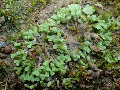 Riccia bifurca