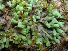 Riccia bifurca