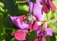 Chilalictus