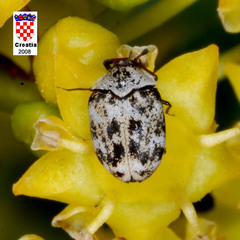 Anthrenus scrophulariae