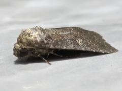 Spodoptera exigua