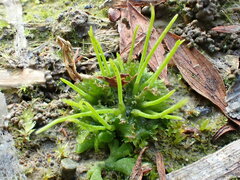 Anthoceros agrestis