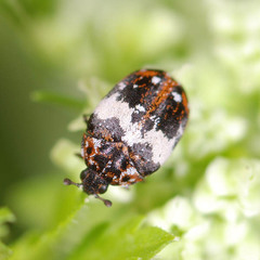Anthrenus pimpinellae