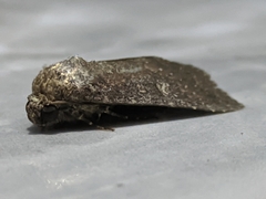 Spodoptera exigua