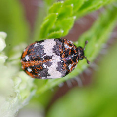 Anthrenus pimpinellae