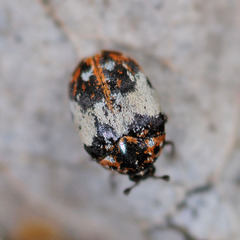 Anthrenus pimpinellae