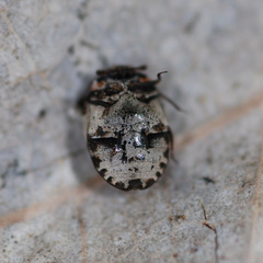 Anthrenus pimpinellae