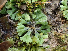 Riccia glauca