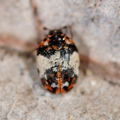 Anthrenus pimpinellae