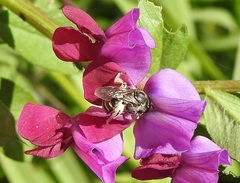 Chilalictus