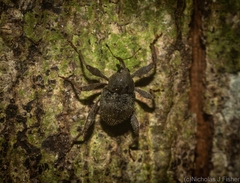 Onidistus araneus