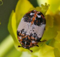 Anthrenus isabellinus