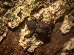 Methidrysis afflicta