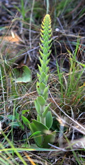 Crassula capitella nodulosa