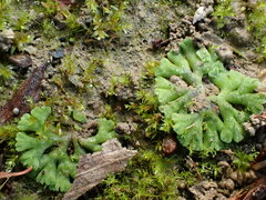 Riccia glauca