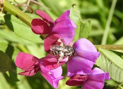 Chilalictus