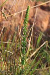 Crassula capitella nodulosa