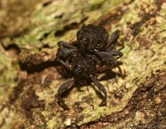 Onidistus araneus