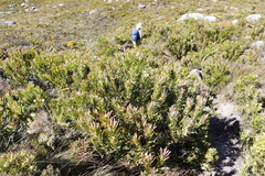 Protea lepidocarpodendron