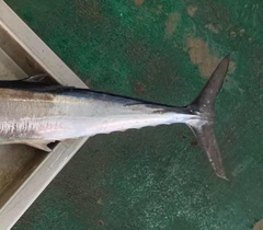 Acanthocybium solandri