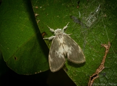 Nudaria mollis