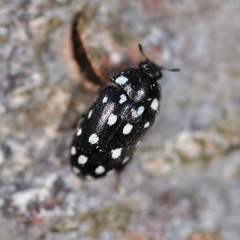 Paranovelsis punctatus