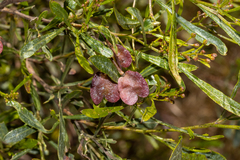 Dodonaea viscosa spatulata