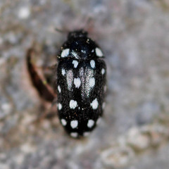 Paranovelsis punctatus