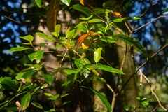 Croton verreauxii