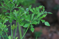 Cussonia transvaalensis