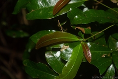 Beilschmiedia obtusifolia