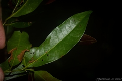 Beilschmiedia obtusifolia