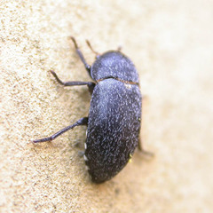 Dermestes laniarius