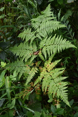 Pteridium latiusculum japonicum